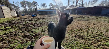 Virtual Petting Zoo profile pic