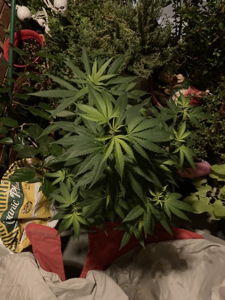 DonnieDepth star pornographic pic