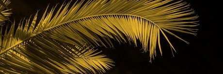 Oh Nose pretty model images