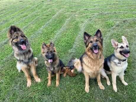 Sarge the Sable porn actress pictures