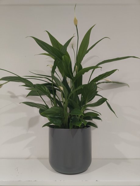 s1utty Shrubbery star nice picture