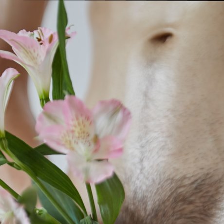 Sahueso VIP_ pornstar adult img