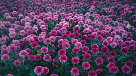 Dalila Better beautiful star pic