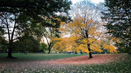 Josh Pink beautiful star img