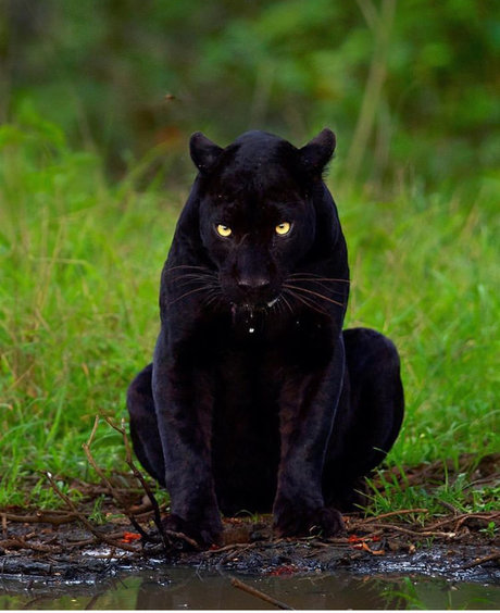 Zeek high quality pornstar archive