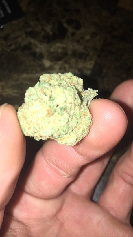 Chief E model perfect galleries