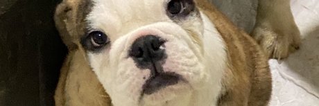 Paulo Teixeira adult actress galleries