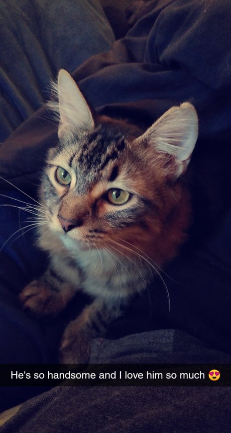 Shakhiaya Cole pornstar sexy image