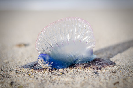 Greg Larro Photography pornstar free pics