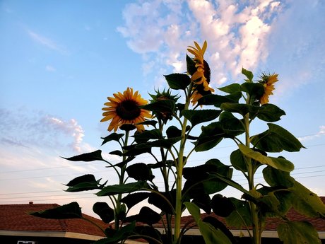 Hot amp amp Spicy Tofu pornstar sexy picture