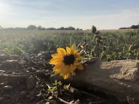 Summer Lyons pornstar pretty pics