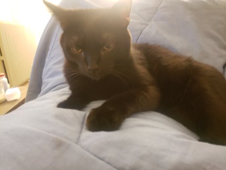 Pika Good Boy pornographic actress galleries