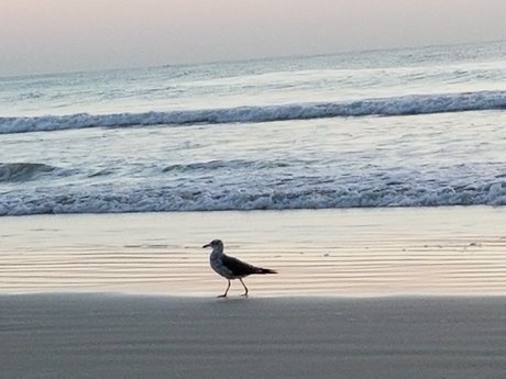 Rick Bear Pup Dancer pornstar hd picture