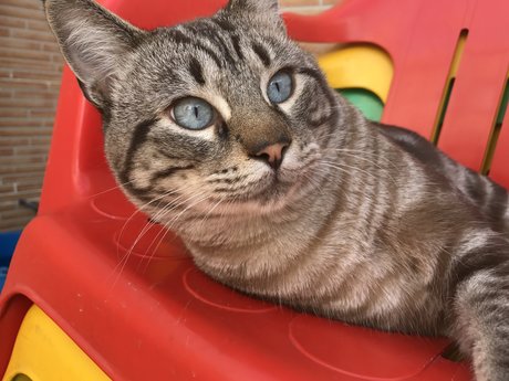 Gato star nice picture