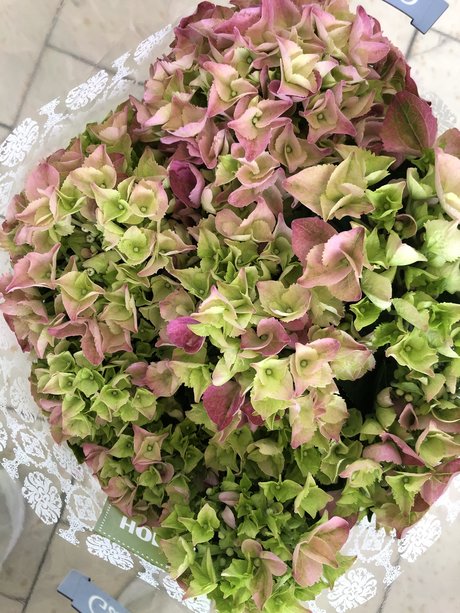 Scandinavian Sugar beautiful star photo