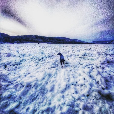 Old Man Willow profile pic