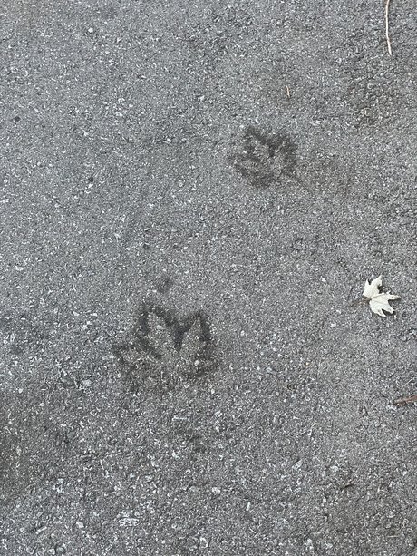 Devils baby model pornographic pic