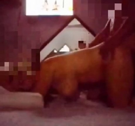 Rainhabruna star nice pics