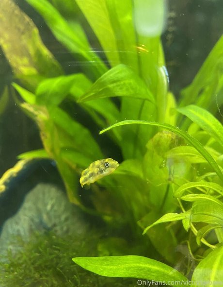 buffbandittfree top pornstar photos