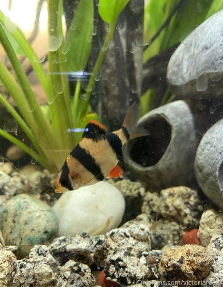 buffbandittfree sex pornstar gallery