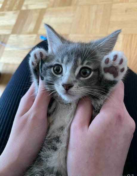 alexa dream01 pornstar art picture