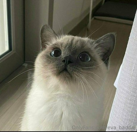 eva baddie pornstar archive