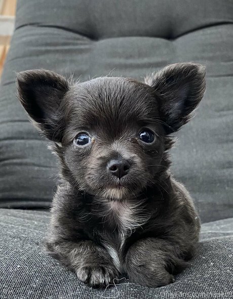 nastyselene porn actress photo