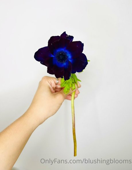 blushingblooms nude pornstar photo