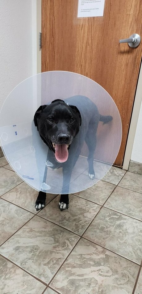 plants and piercings profile pic