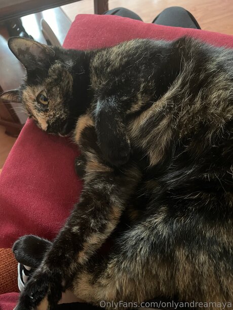 Onlyandreadoll star pornographic picture