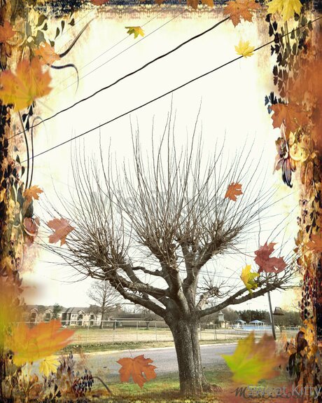 Sweetkitty777 pornstar nudes pictures