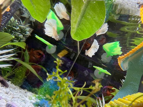 Gracie Hart top model photo