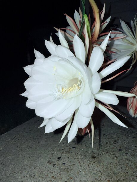 Gracie Hart pornographic model galleries