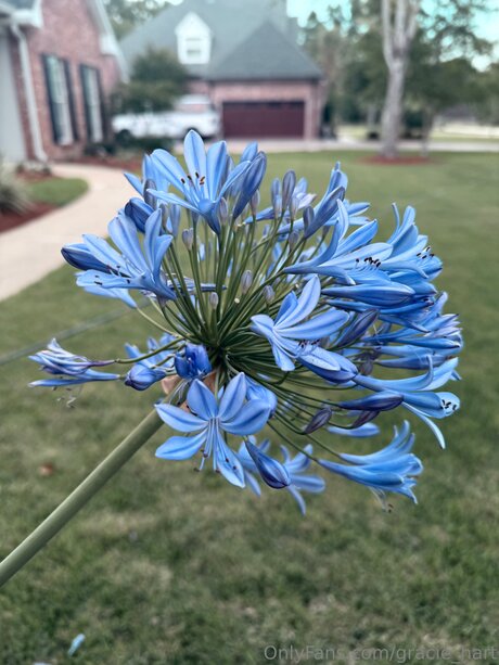 Gracie Hart nudes pornstar img