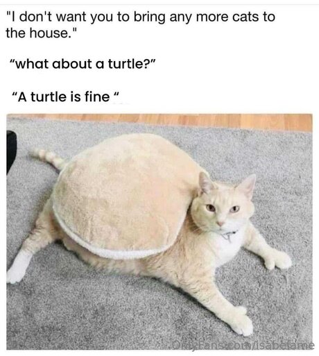 Isabelame star galleries