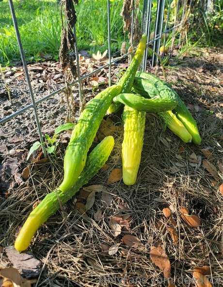 deealice model adult images