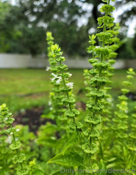 deealice nice pornstar galleries