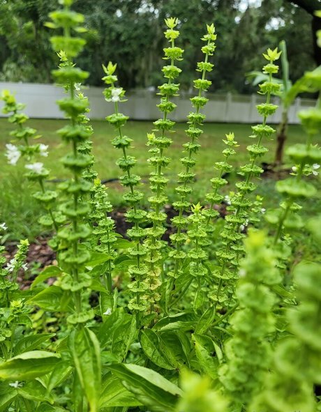 deealice pornstar pic