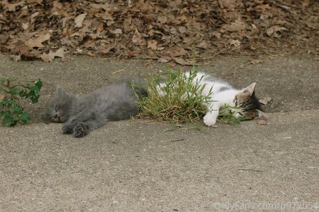 Loneranger2017 model adult archive