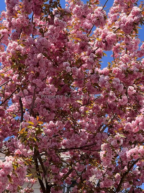 Sarahmoonsg model perfect image