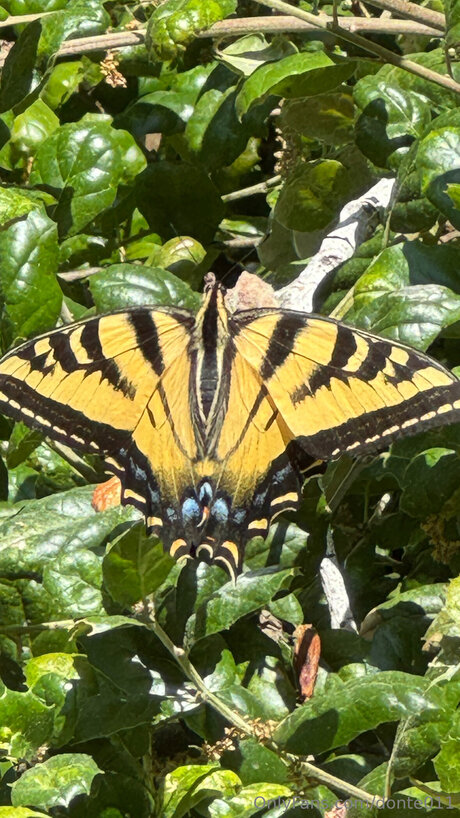 Donte011 erotic actress picture