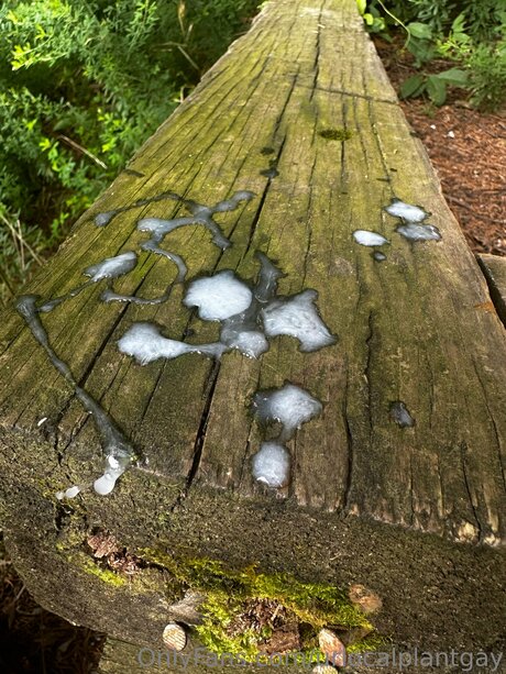 Urlocalplantgay profile pic