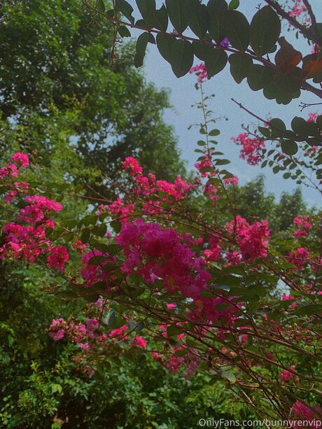 Dropofhoney pornographic star archive