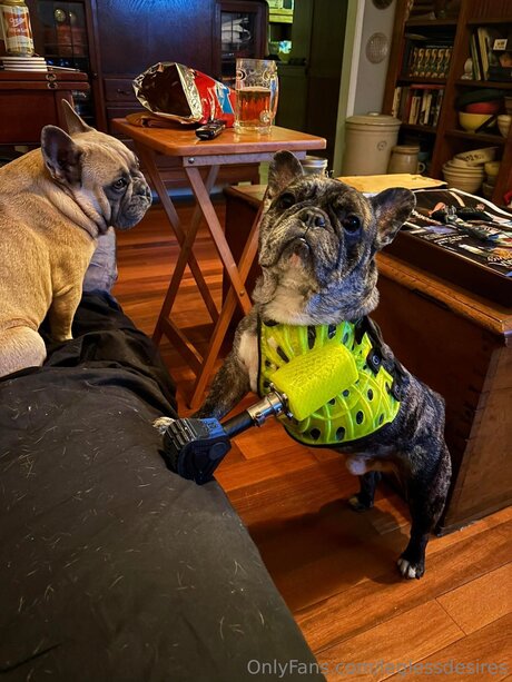 Leglessdesires model art archive