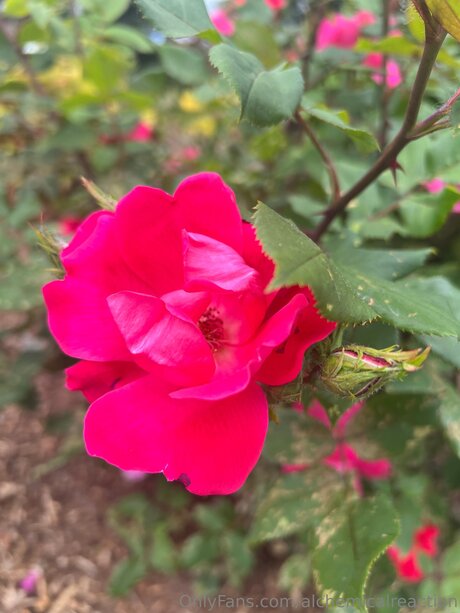 Alchemicalreaction star sexy galleries