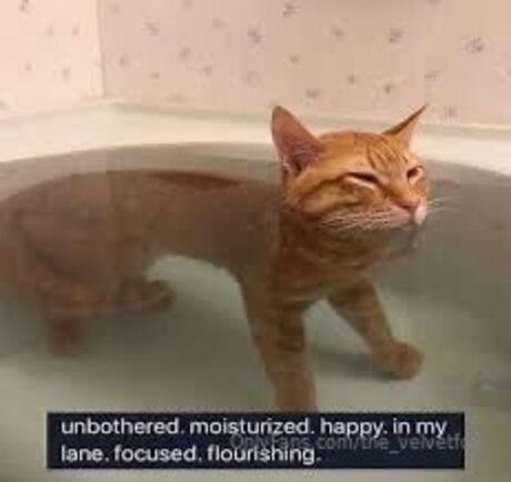 The Velvetfox erotic pornstar gallery