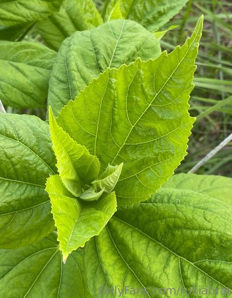 rukiabrat high quality star images