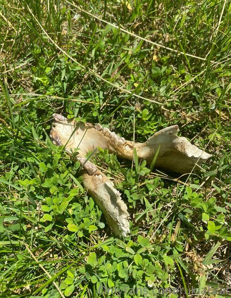 rukiabrat naked actress photo