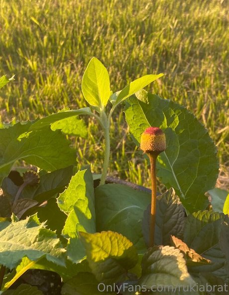 rukiabrat model beautiful img