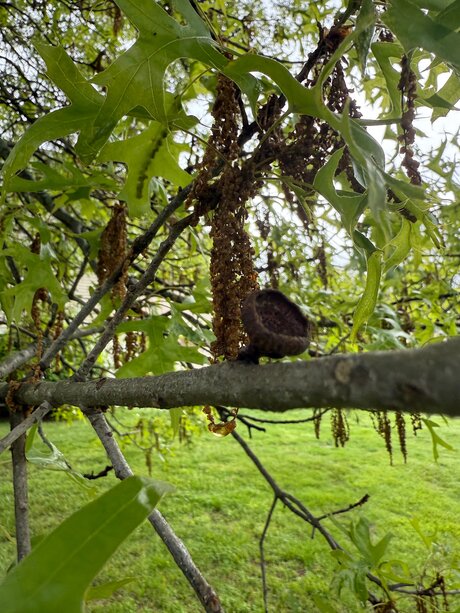 Amaraevermore model perfect image